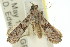  ( - 11ANIC-02073)  @12 [ ] CreativeCommons - Attribution (2011) ANIC/CBG Photography Group Centre for Biodiversity Genomics