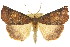  ( - 11ANIC-02094)  @13 [ ] CreativeCommons - Attribution (2011) ANIC/CBG Photography Group Centre for Biodiversity Genomics