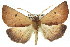 (Fisera perplexata - 11ANIC-02112)  @15 [ ] CreativeCommons - Attribution (2011) ANIC/CBG Photography Group Centre for Biodiversity Genomics