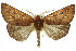  ( - 11ANIC-02121)  @14 [ ] CreativeCommons - Attribution (2011) ANIC/CBG Photography Group Centre for Biodiversity Genomics