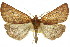  ( - 11ANIC-02122)  @13 [ ] CreativeCommons - Attribution (2011) ANIC/CBG Photography Group Centre for Biodiversity Genomics