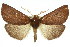  (Fisera belidearia - 11ANIC-02125)  @15 [ ] CreativeCommons - Attribution (2011) ANIC/CBG Photography Group Centre for Biodiversity Genomics