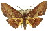  ( - 11ANIC-02208)  @14 [ ] CreativeCommons - Attribution (2011) ANIC/CBG Photography Group Centre for Biodiversity Genomics