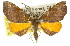  ( - 11ANIC-02215)  @11 [ ] CreativeCommons - Attribution (2011) ANIC/CBG Photography Group Centre for Biodiversity Genomics