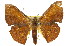  (Fascellina - 11ANIC-02224)  @15 [ ] CreativeCommons - Attribution (2011) ANIC/CBG Photography Group Centre for Biodiversity Genomics