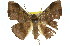  ( - 11ANIC-02225)  @13 [ ] CreativeCommons - Attribution (2011) ANIC/CBG Photography Group Centre for Biodiversity Genomics