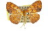  ( - 11ANIC-02232)  @13 [ ] CreativeCommons - Attribution (2011) ANIC/CBG Photography Group Centre for Biodiversity Genomics
