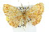  ( - 11ANIC-02233)  @13 [ ] CreativeCommons - Attribution (2011) ANIC/CBG Photography Group Centre for Biodiversity Genomics