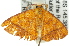  ( - 11ANIC-02235)  @12 [ ] CreativeCommons - Attribution (2011) ANIC/CBG Photography Group Centre for Biodiversity Genomics