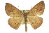  (Eurychoria - 11ANIC-02249)  @15 [ ] CreativeCommons - Attribution (2011) ANIC/CBG Photography Group Centre for Biodiversity Genomics