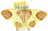 ( - 11ANIC-02265)  @13 [ ] CreativeCommons - Attribution (2011) ANIC/CBG Photography Group Centre for Biodiversity Genomics