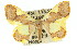  (Plutodes sp. ANIC1 - 11ANIC-02267)  @15 [ ] CreativeCommons - Attribution (2011) ANIC/CBG Photography Group Centre for Biodiversity Genomics