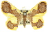  ( - 11ANIC-02269)  @11 [ ] CreativeCommons - Attribution (2011) ANIC/CBG Photography Group Centre for Biodiversity Genomics