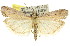  ( - 11ANIC-02328)  @15 [ ] CreativeCommons - Attribution (2011) ANIC/CBG Photography Group Centre for Biodiversity Genomics