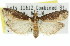  ( - 11ANIC-02332)  @11 [ ] CreativeCommons - Attribution (2011) ANIC/CBG Photography Group Centre for Biodiversity Genomics