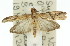  (Ptyomaxia sp. ANIC1 - 11ANIC-02337)  @14 [ ] CreativeCommons - Attribution (2011) ANIC/CBG Photography Group Centre for Biodiversity Genomics