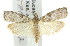  ( - 11ANIC-02354)  @14 [ ] CreativeCommons - Attribution (2011) ANIC/CBG Photography Group Centre for Biodiversity Genomics