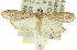  ( - 11ANIC-02360)  @13 [ ] CreativeCommons - Attribution (2011) ANIC/CBG Photography Group Centre for Biodiversity Genomics