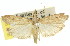  (Ptyomaxia sp. ANIC8 - 11ANIC-02363)  @11 [ ] CreativeCommons - Attribution (2011) ANIC/CBG Photography Group Centre for Biodiversity Genomics