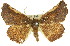 ( - 11ANIC-02398)  @13 [ ] CreativeCommons - Attribution (2011) ANIC/CBG Photography Group Centre for Biodiversity Genomics