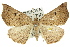  ( - 11ANIC-02405)  @11 [ ] CreativeCommons - Attribution (2011) ANIC/CBG Photography Group Centre for Biodiversity Genomics