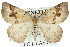  ( - 11ANIC-02409)  @11 [ ] CreativeCommons - Attribution (2011) ANIC/CBG Photography Group Centre for Biodiversity Genomics