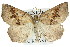  ( - 11ANIC-02410)  @11 [ ] CreativeCommons - Attribution (2011) ANIC/CBG Photography Group Centre for Biodiversity Genomics