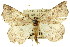  ( - 11ANIC-02413)  @11 [ ] CreativeCommons - Attribution (2011) ANIC/CBG Photography Group Centre for Biodiversity Genomics