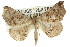 ( - 11ANIC-02415)  @11 [ ] CreativeCommons - Attribution (2011) ANIC/CBG Photography Group Centre for Biodiversity Genomics