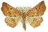  (Planolocha hyposema - 11ANIC-02416)  @15 [ ] CreativeCommons - Attribution (2011) ANIC/CBG Photography Group Centre for Biodiversity Genomics