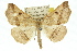  ( - 11ANIC-02417)  @11 [ ] CreativeCommons - Attribution (2011) ANIC/CBG Photography Group Centre for Biodiversity Genomics