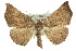  ( - 11ANIC-02418)  @11 [ ] CreativeCommons - Attribution (2011) ANIC/CBG Photography Group Centre for Biodiversity Genomics