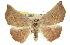 ( - 11ANIC-02425)  @13 [ ] CreativeCommons - Attribution (2011) ANIC/CBG Photography Group Centre for Biodiversity Genomics