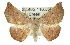  ( - 11ANIC-02426)  @13 [ ] CreativeCommons - Attribution (2011) ANIC/CBG Photography Group Centre for Biodiversity Genomics