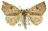  (Pero biplaga - 11ANIC-02447)  @11 [ ] CreativeCommons - Attribution (2011) ANIC/CBG Photography Group Centre for Biodiversity Genomics
