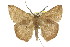  ( - 11ANIC-02472)  @15 [ ] CreativeCommons - Attribution (2011) ANIC/CBG Photography Group Centre for Biodiversity Genomics