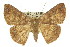  ( - 11ANIC-02474)  @15 [ ] CreativeCommons - Attribution (2011) ANIC/CBG Photography Group Centre for Biodiversity Genomics