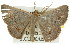  ( - 11ANIC-02563)  @13 [ ] CreativeCommons - Attribution (2011) ANIC/CBG Photography Group Centre for Biodiversity Genomics