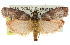  ( - 11ANIC-02567)  @11 [ ] CreativeCommons - Attribution (2011) ANIC/CBG Photography Group Centre for Biodiversity Genomics