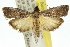  (Epicrocis sp. A - 11ANIC-02587)  @14 [ ] CreativeCommons - Attribution (2011) ANIC/CBG Photography Group Centre for Biodiversity Genomics