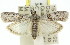  ( - 11ANIC-02617)  @13 [ ] CreativeCommons - Attribution (2011) ANIC/CBG Photography Group Centre for Biodiversity Genomics