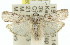  ( - 11ANIC-02618)  @13 [ ] CreativeCommons - Attribution (2011) ANIC/CBG Photography Group Centre for Biodiversity Genomics