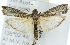  ( - 11ANIC-02637)  @13 [ ] CreativeCommons - Attribution (2011) ANIC/CBG Photography Group Centre for Biodiversity Genomics