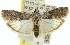  ( - 11ANIC-02640)  @14 [ ] CreativeCommons - Attribution (2011) ANIC/CBG Photography Group Centre for Biodiversity Genomics