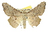  ( - 11ANIC-02672)  @15 [ ] CreativeCommons - Attribution (2011) ANIC/CBG Photography Group Centre for Biodiversity Genomics