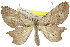  (Gonodontis sp. ANIC2 - 11ANIC-02675)  @14 [ ] CreativeCommons - Attribution (2011) ANIC/CBG Photography Group Centre for Biodiversity Genomics
