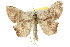  ( - 11ANIC-02676)  @14 [ ] CreativeCommons - Attribution (2011) ANIC/CBG Photography Group Centre for Biodiversity Genomics