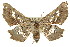  ( - 11ANIC-02678)  @13 [ ] CreativeCommons - Attribution (2011) ANIC/CBG Photography Group Centre for Biodiversity Genomics