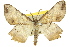  (Gonodontis luteola - 11ANIC-02679)  @15 [ ] CreativeCommons - Attribution (2011) ANIC/CBG Photography Group Centre for Biodiversity Genomics