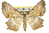  ( - 11ANIC-02680)  @14 [ ] CreativeCommons - Attribution (2011) ANIC/CBG Photography Group Centre for Biodiversity Genomics